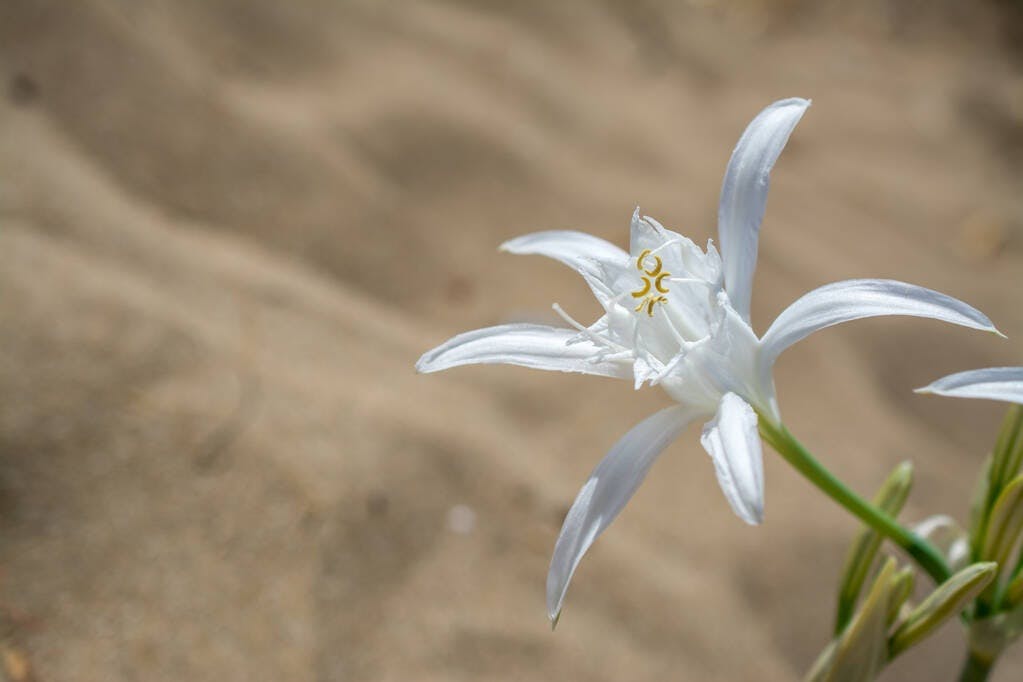 Sand Lily, Sea Lily (Pancratium Maritimum)