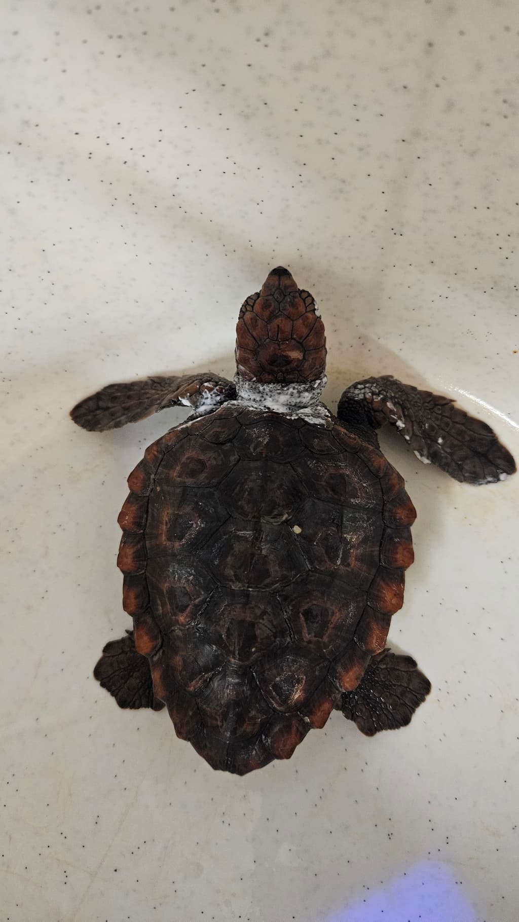 Θαλάσσιες χελώνες επιστρέφουν στη θάλασσα!